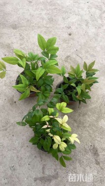 高度15厘米火焰南天竹