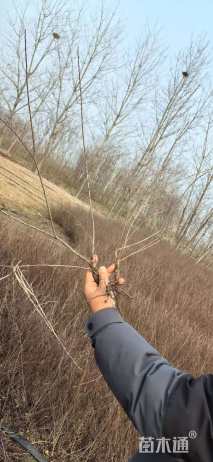 高度50厘米平枝栒子