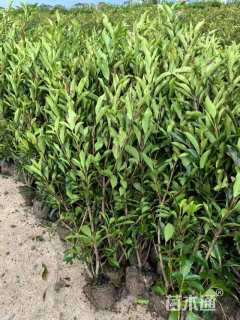 高度170厘米法国冬青