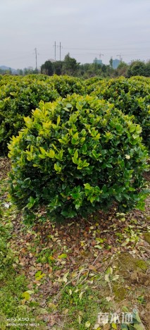 冠幅60厘米金森女贞球