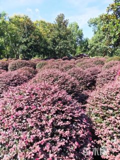 冠幅200厘米红花继木球