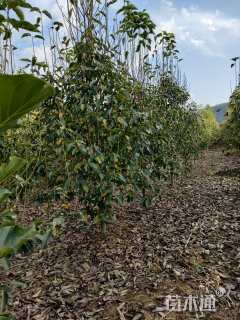 10公分二乔玉兰