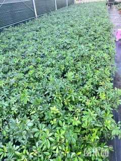 高度30厘米鸭脚木