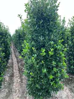 高度150厘米大叶黄杨柱