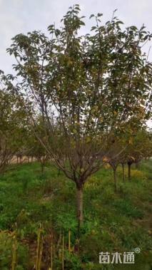 14公分染井吉野樱