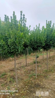 高度150厘米卫矛