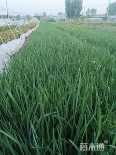 高度30厘米马兰头