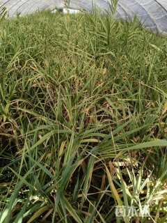 高度50厘米花叶芦竹