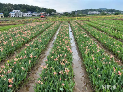 高度20厘米慈姑