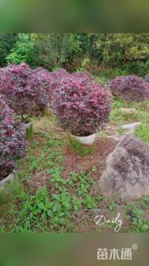 冠幅110厘米红花继木球