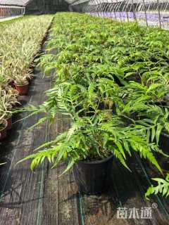 高度50厘米胎生狗脊蕨