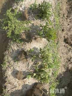 高度25厘米夏鹃