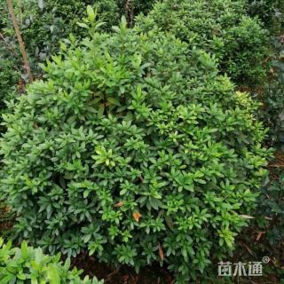 冠幅100厘米杜鹃球