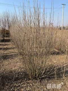 高度150厘米丛生木槿