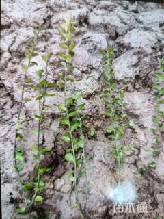 高度45厘米卫矛