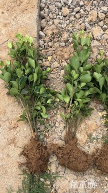 高度40厘米大叶黄杨