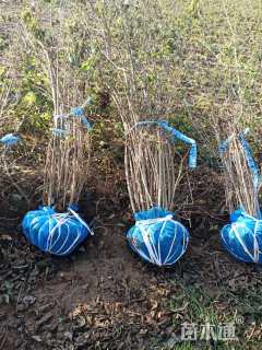 高度200厘米丛生金银木