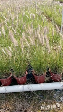 高度40厘米狼尾草