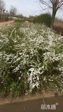 高度80厘米喷雪花