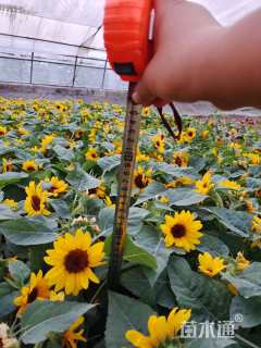 高度20厘米向日葵