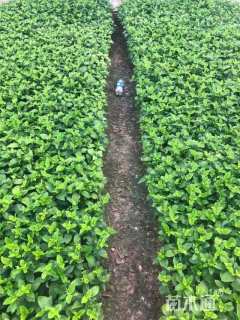 高度20厘米大花芦莉