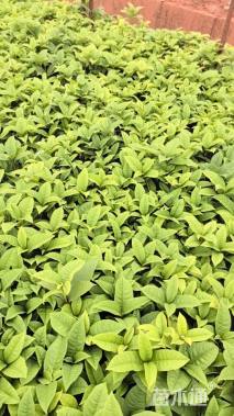 高度40厘米四季桂小苗