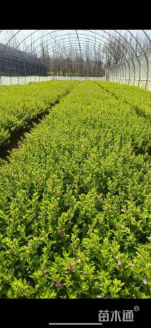 高度70厘米萼距花