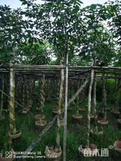 高度2.5厘米绣球