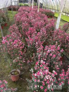 高度60厘米松红梅