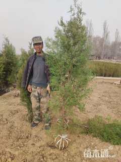 高度200厘米侧柏