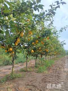 8公分梨树