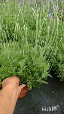 高度15厘米薰衣草