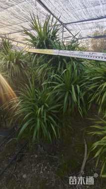 高度200厘米龙血树