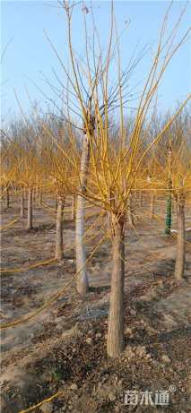 6公分矮接金枝槐