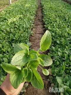 高度10厘米毛地黄