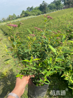 高度35厘米红花绣线菊