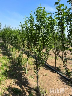 高度200厘米木槿