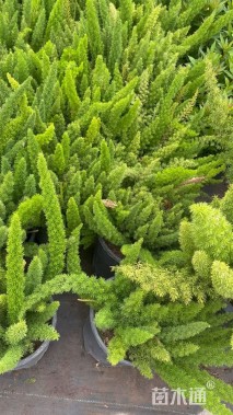 高度20厘米狐尾天门冬