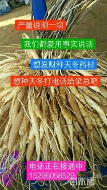天门冬