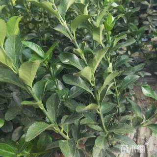 高度80厘米冬青小苗