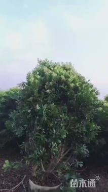 冠幅200厘米杨梅球