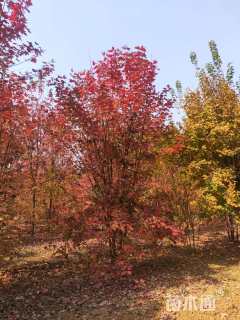 高度600厘米丛生美国红枫