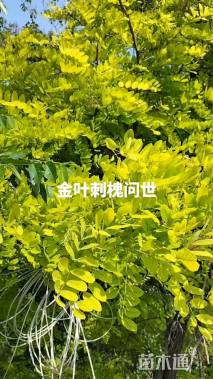 8公分金叶刺槐