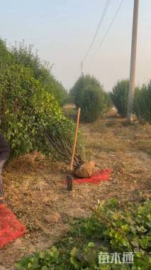 高度200厘米丛生木槿