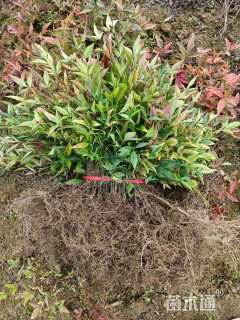 25厘米南天竹小苗