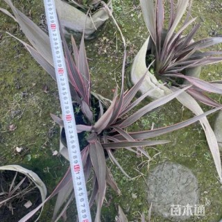 高度50厘米新西兰亚麻