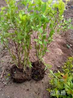 高度50厘米绣线菊