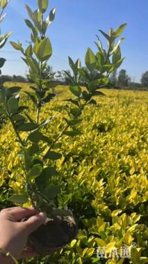 高度40厘米金森女贞