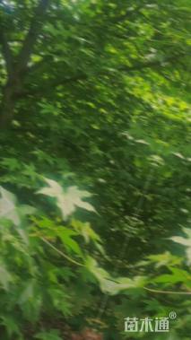 15公分北美枫香