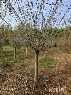 12公分垂丝海棠